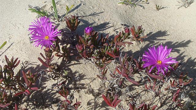 De Hoop NR, Blüten im Sand