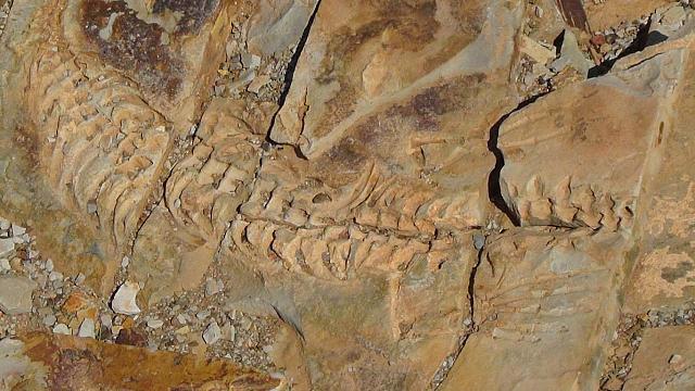 Mesosaurus-Fossilien