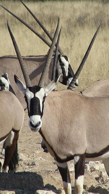 Kgalagadi, Oryx-Antilopen