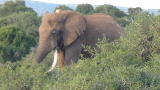 Addo Elephant Park, Achtung: Bulle!