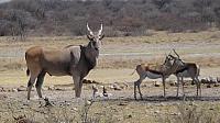 Khama Rhino Sanctuary, Elen-Antilope und Springböcke