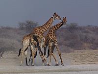 Khama Rhino Sanctuary, kämpfende Giraffen