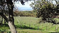 Winery Groot Constantia
