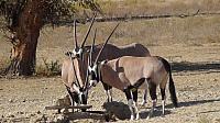 Kgalagadi, Oryx-Antilopen