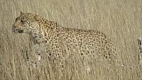 Kgalagadi, Leopard
