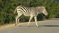 Addo Elephant Park, Zebra