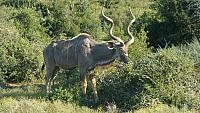 Addo Elephant Park, Kudu Bulle
