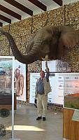 Addo Elephant Park, Museum mit Hapoor-Schädel