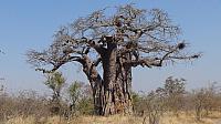 Krüger NP Nord, Baobab