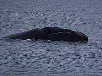 Wale auf 20 m Abstand, Punto Pardelas, Valdes