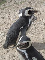 Magellan-Pinguine bei Caleta Valdes