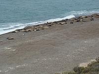 Kolonie von See-Elefanten bei Caleta Valdes