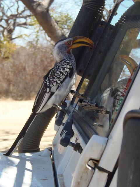 Khama Rhino Sanctuary, selbstverliebter Gelbschnabel-Toko