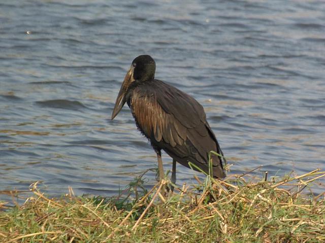 Bootstrip auf dem Chobe River