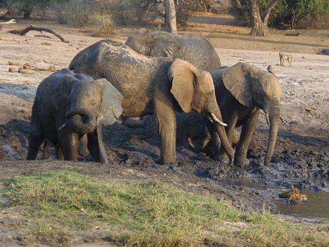 Bootstrip auf dem Chobe River