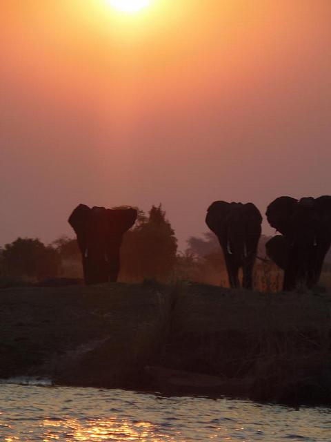 Bootstrip auf dem Chobe River, Sunset