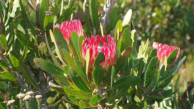 De Hoop NR, Blüten im Sand