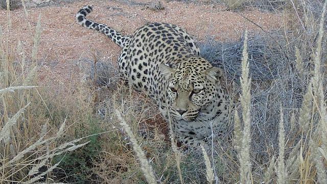 Hammerstein Camp, Leopardenweibchen "Lisa"