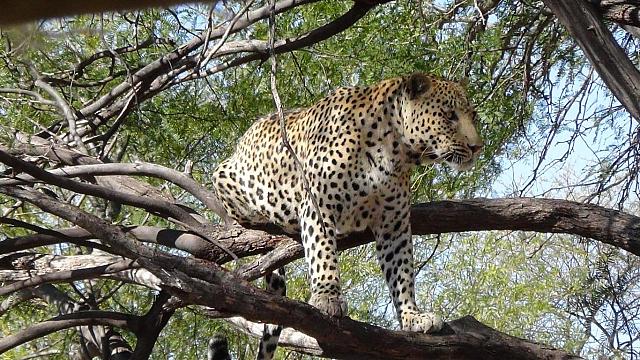 Camp Düsternbrook, Leopard "Teddy"