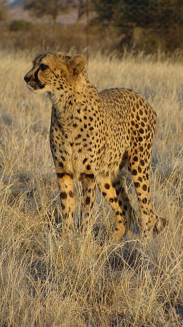 Hammerstein Camp, zutraulicher Gepard