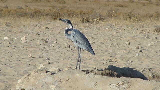 Kgalagadi, Graureiher