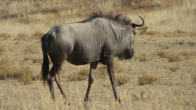 Kgalagadi, Gnu