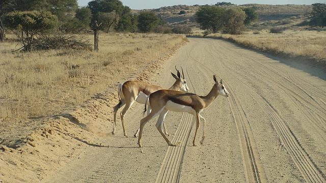 Kgalagadi, Springböcke