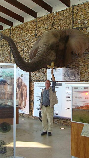 Addo Elephant Park, Museum mit Hapoor-Schädel