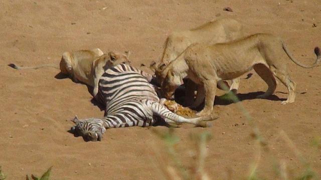 Krüger NP Shingwedzi, Löwinnen fressen ein Zebra