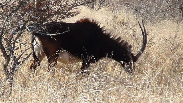 Polokwane Game Reserve, Rappenantilope (m)