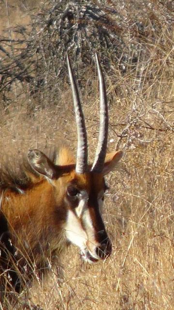 Polokwane Game Reserve, Rappenantilope (w)