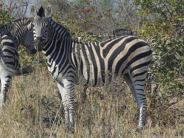 Krüger NP Nord, Steppenzebras