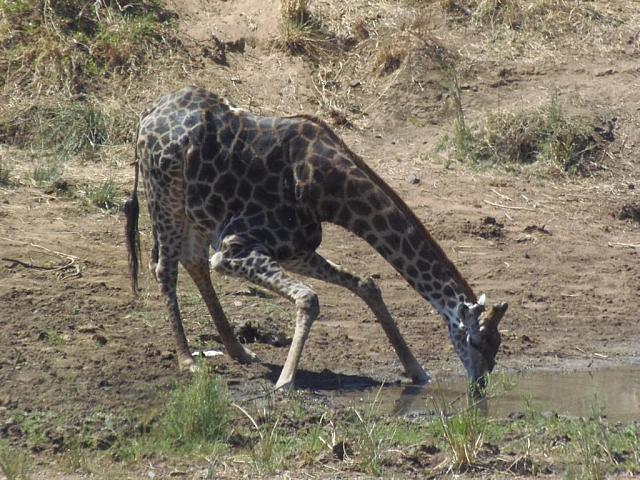 Krüger NP Shingwedzi, Giraffe