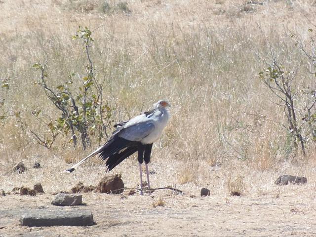 Krüger NP, Mopani, Sekretär-Vogel