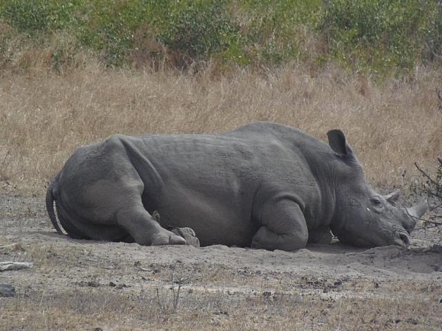 Krüger NP, Skukuza, Breitmaulnashorn