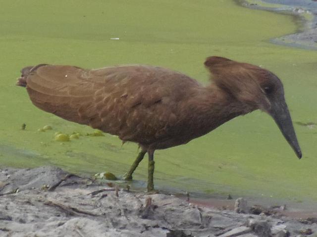 Krüger NP, Skukuza, Hammerkopfvogel