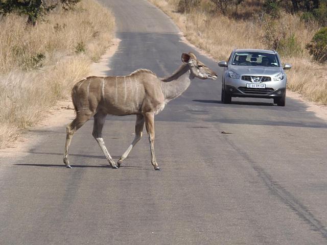 Krüger NP, Skukuza, Kudu-Dame