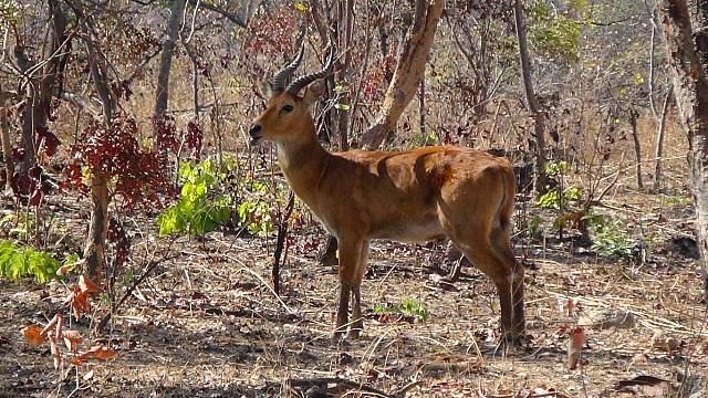 Game Drive im Kafue, Puku