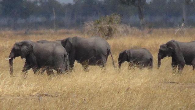 Beim Wildlife Camp, Mfuwe