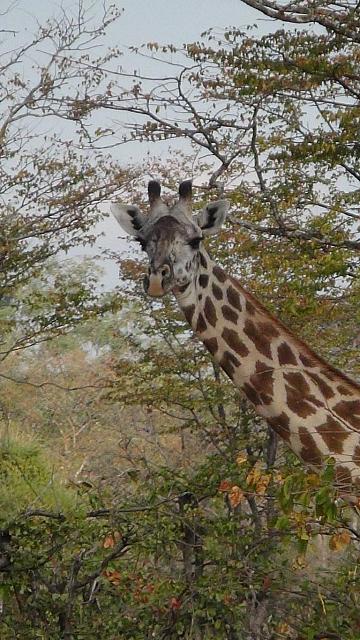 Evening Game Drive, South Luangwa