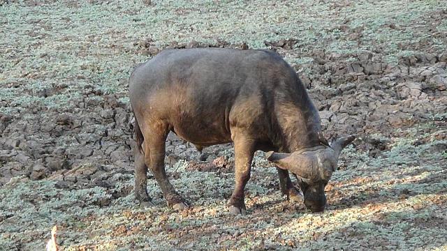 Evening Game Drive, South Luangwa