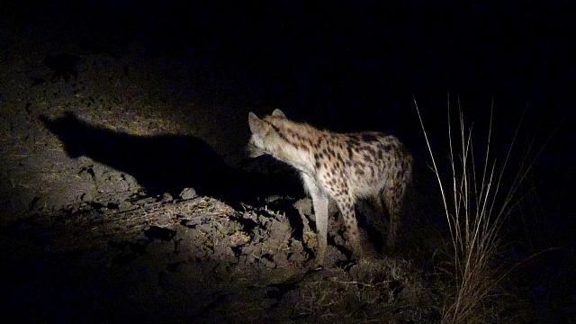 Evening Game Drive, South Luangwa