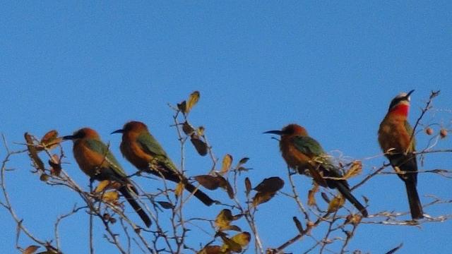 Zambezi Bootstour, Bee Eaters