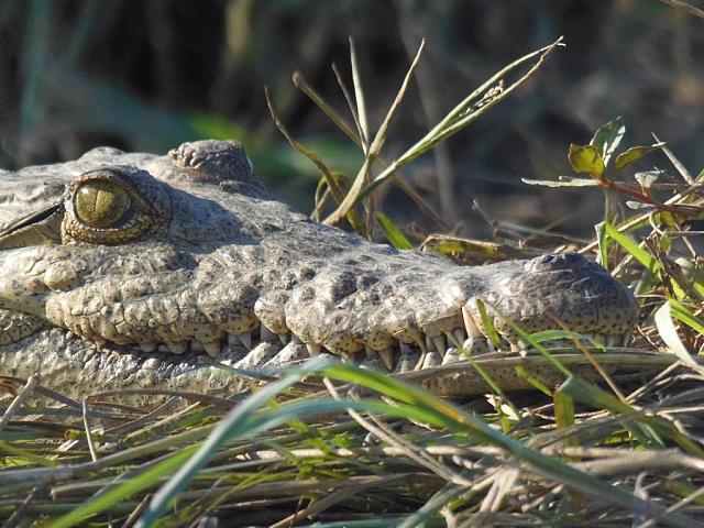 Zambezi Bootstour, Zimbabwe-Seite