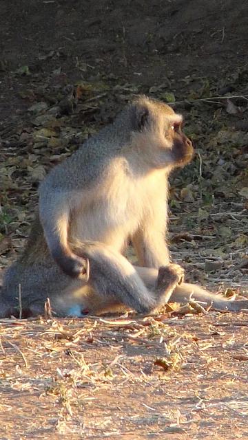 Lieben Salznüsse: Grüne Meerkatzen im Mana Pools Camp