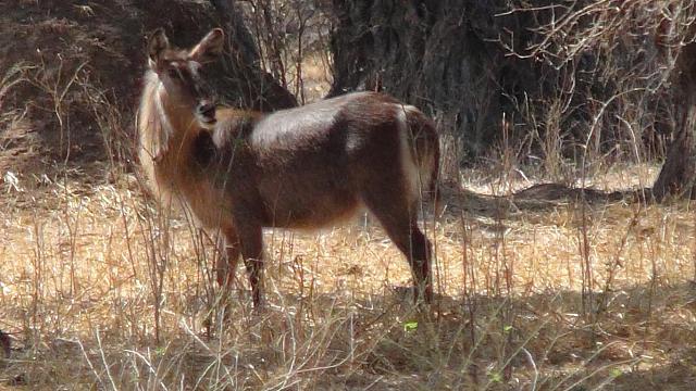 Mana Pools, Waterbock