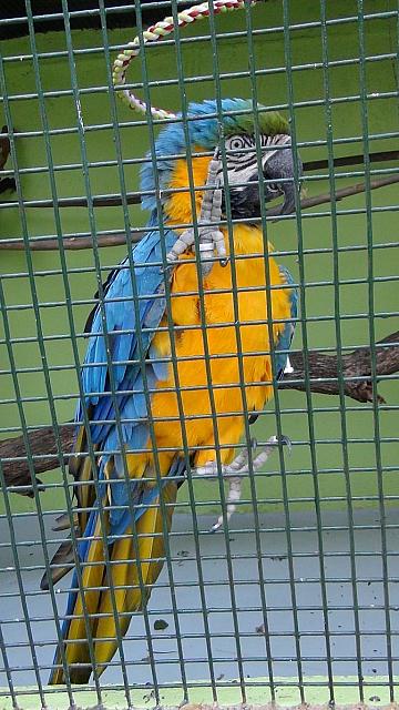 Parrot Lodge, Bulawayo