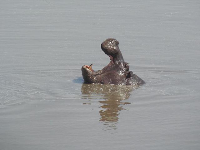 Hippo am Musuma Dam, Hwange NP