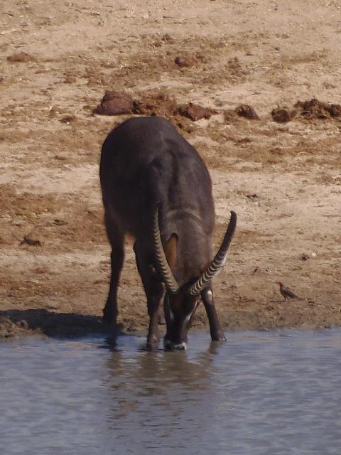 Musuma Dam (Hwange NP), Waterbock