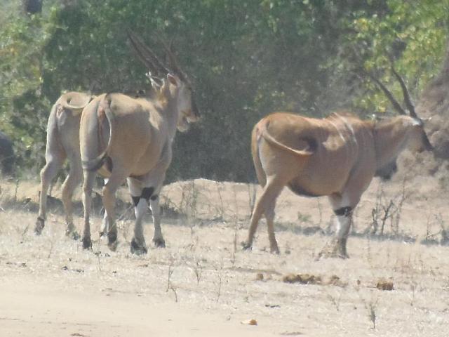 Mana Pools NP, Eland-Antelopes